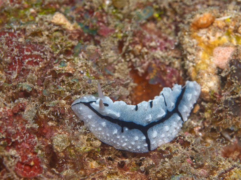 Wart slug, Air Wall